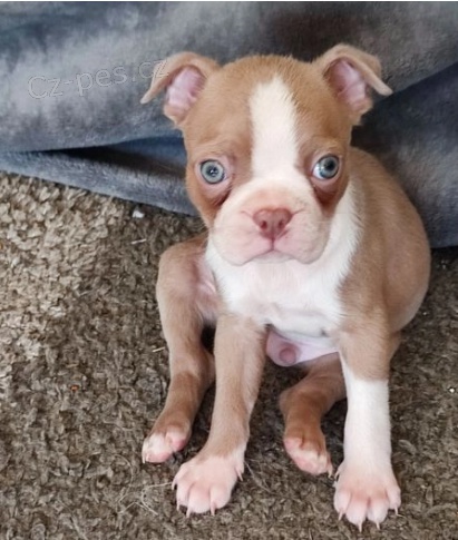 �okol�dov� bostonsk� teri�r