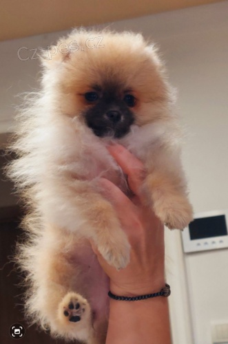 Pomo�ansk� �pic �t��ata