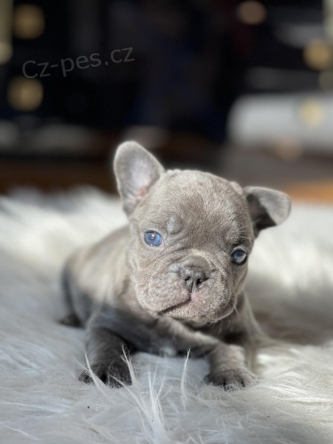 Francouzsk� buldo�ek