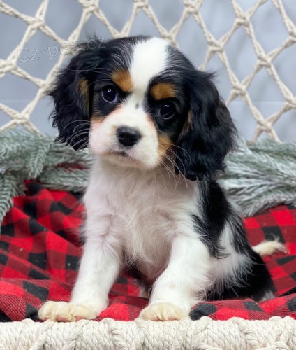 Prod�m ZDRAV� a O�KOVAN� �t��ata Kaval�ra King Charles Spaniela.