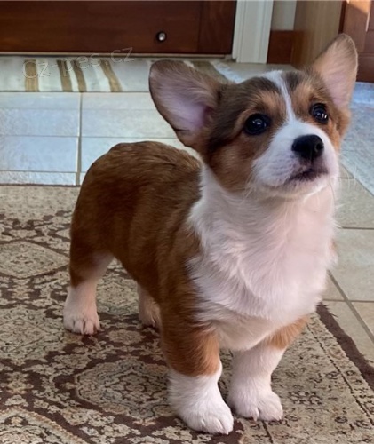 Corgi, Pembroke welsh tata