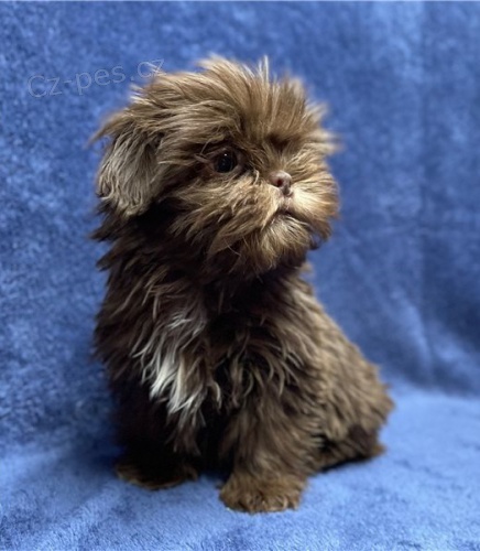 �t��ata Shih Tzu