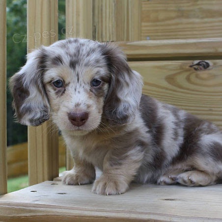 Prod�m �t��ata dlouhosrst�ch miniaturn�ch jezev��k�