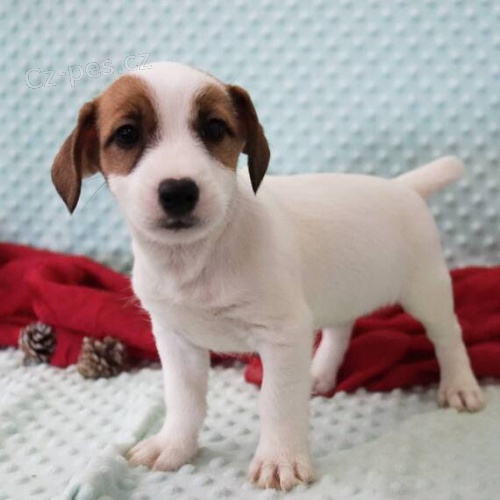 z�skejte k prodeji ��asn� a zdrav� �t��ata jack russell teri�ra.