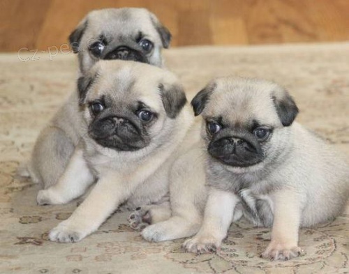 Kr�sn� b�ov� �t��ata mops� k dispozici a p�ipravena k prodeji. Pouze pro v�n� osoby.