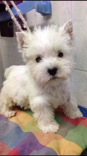 hraka miniaturn tata feny a psa West Highland White Terriers na prodej