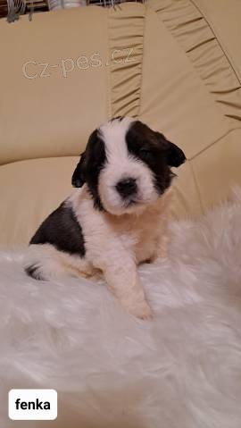 �t���tka Moskevsk� Str�n� pes