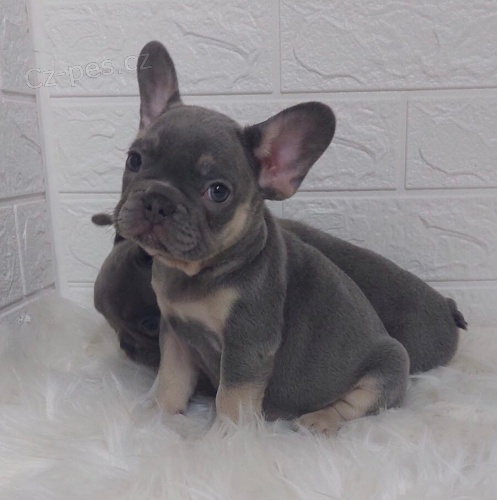 Exotick� Francouzsk� buldo�ek