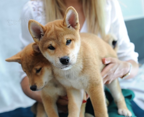Shiba Inu �t��ata