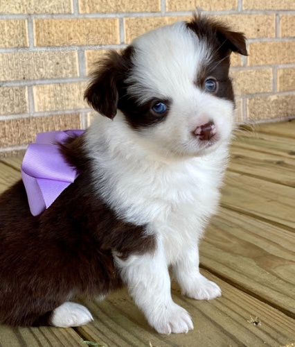 Prod�m �t��ata australsk�ho ov��ka