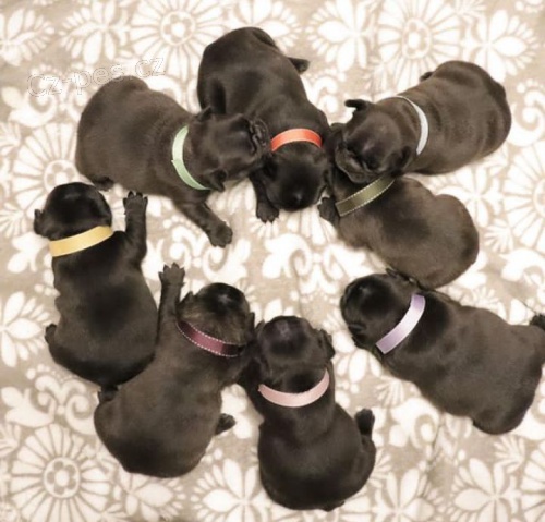 �t��ata francouzsk�ho buldo�ka k adopci