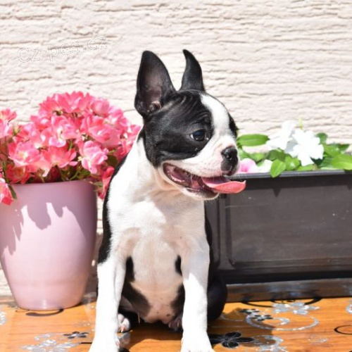 Bostonsk� teri�r �t��ata