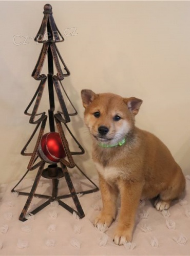 �t��ata Shiba Inu