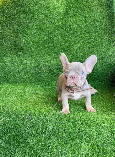 Francouzsk� buldo�ek �t��ata