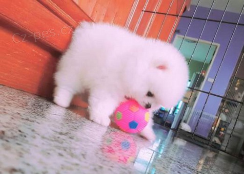 Mini pomeranian bez PP