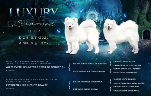 Samojed �t��ata