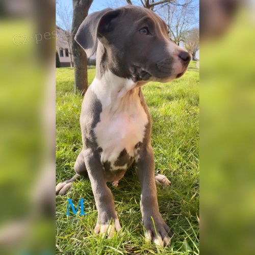 PitBull �t��ata