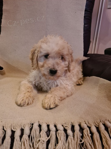 Goldendoodle �t��ata
