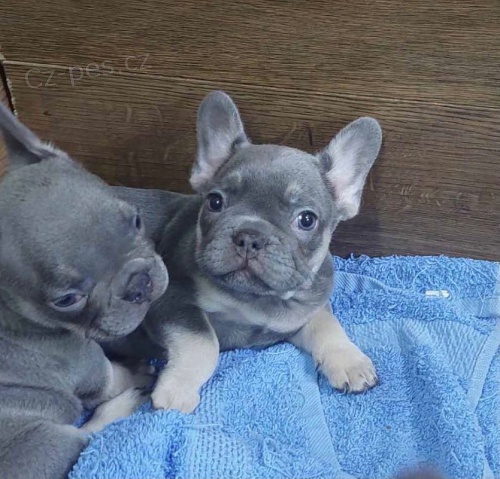 Exotick� francouzsk� buldo�ek �t��ata