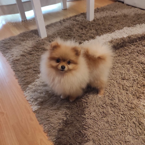 Pomo�ansk� �pic d�vka na prodej