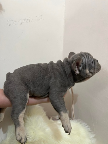 Exotick� Francouz�t� buldo�ci