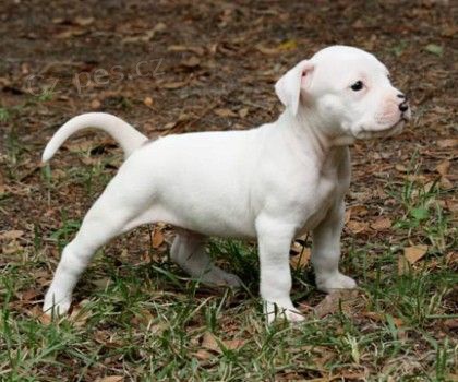 o�kovan� argentinsk� doga   �t��ata na prodej.