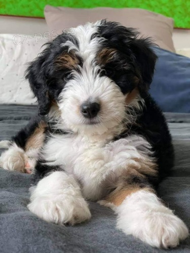 Prod�m zdrav� �t��ata Bernedoodle.
