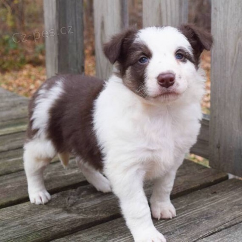 Prod�m o�kovan� a od�erven� �t��ata border kolie