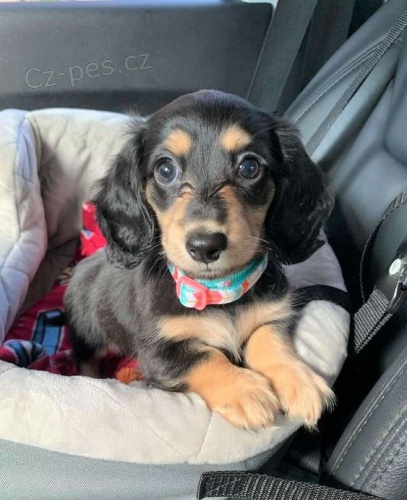 fenka a pes zdrav� a o�kovan� �t��ata mini trpasli��ch dlouhosrst�ch jezev��k� na prodej