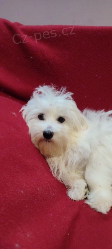 Malt�tina �t��ata