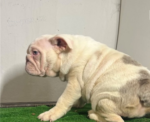 �t��ata anglick�ho buldoka