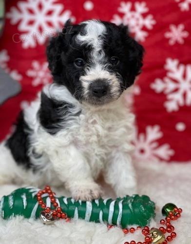 Zdrav� �t��ata Aussiedoodle na prodej.