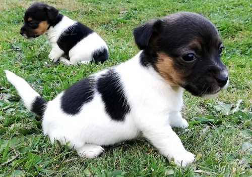 z�skejte k prodeji ��asn� a zdrav� �t��ata jack russell teri�ra.