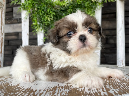 Prod�m �t��ata SHIH TZU