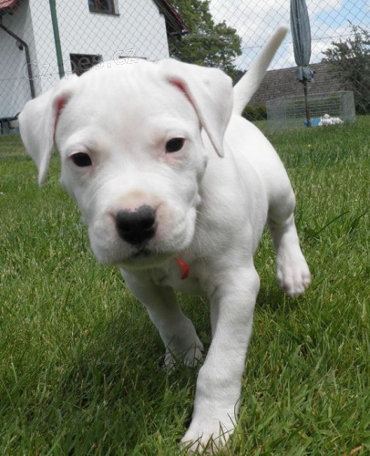 Prod�m roztomil� a kr�sn� miniaturn� �t��ata argentinsk�ho doga.