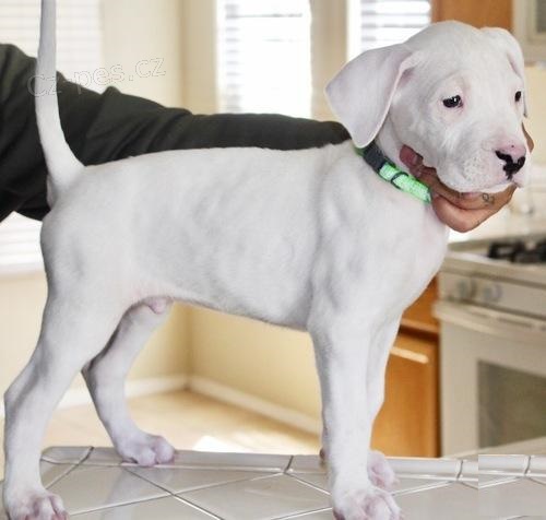 Prod�m miniaturn� �t��ata argentinsk�ho doga.