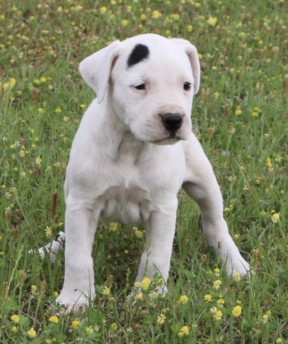 Prod�m miniaturn� �t��ata Argentinsk�ho doga.