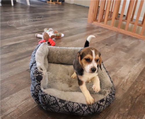 Kr�sn� �t��ata pejska a fenky b�gla