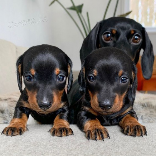 prodam zdrave mladi�e pritlikavih kratko in dolgodlakih jazbe�arjev