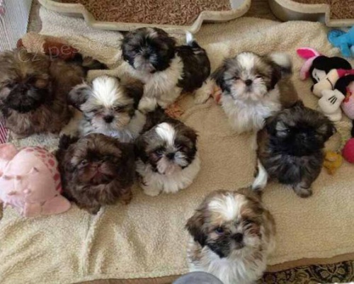 Prodm hygienicky a sociln vykolen tata SHIH TZU