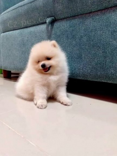 Hygienicky vy�kolen� miniaturn� �t��ata pomeranian� na prodej.