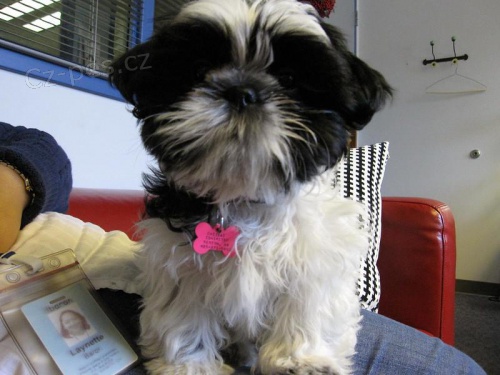 Rozkon ttka Shih Tzu k adopci.