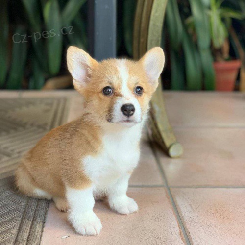 Ndhern ttka Pembroke Welsh Corgi k adopci.