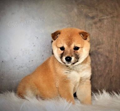 tata Shiba-Inu k dispozici