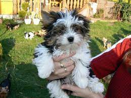 York��rsk� terier mal� biewer- �t���tka s pp