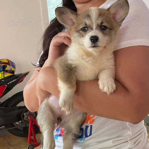 Chlapec a d�vka Corgi �t��ata k adopci.