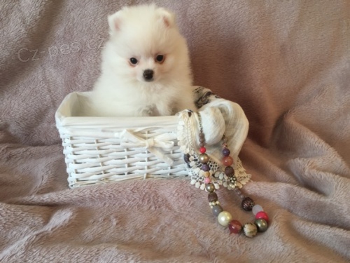 Hygienicky vy�kolen� miniaturn� �t��ata pomeranian� na prodej.