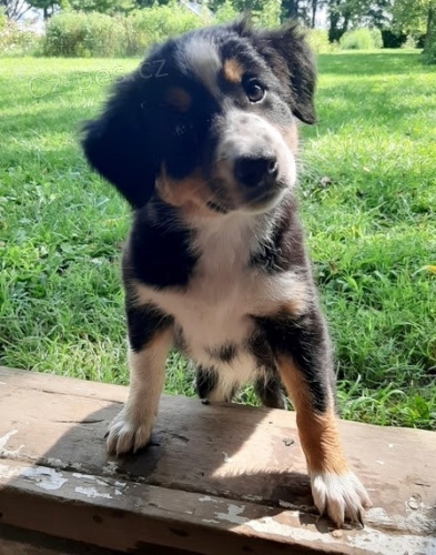 Prod�m �t��ata border kolie