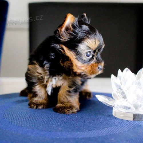 Prod�m �t��ata pudla TOY.