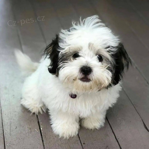 Roztomil ttka Shih Tzu k adopci.